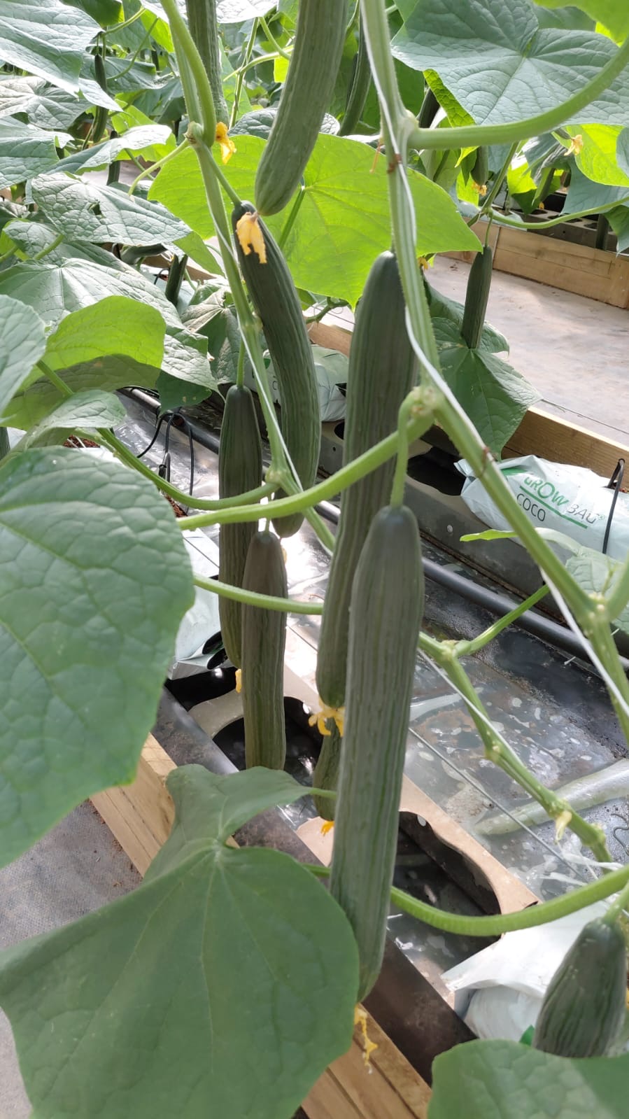 Cucumbers on the vine