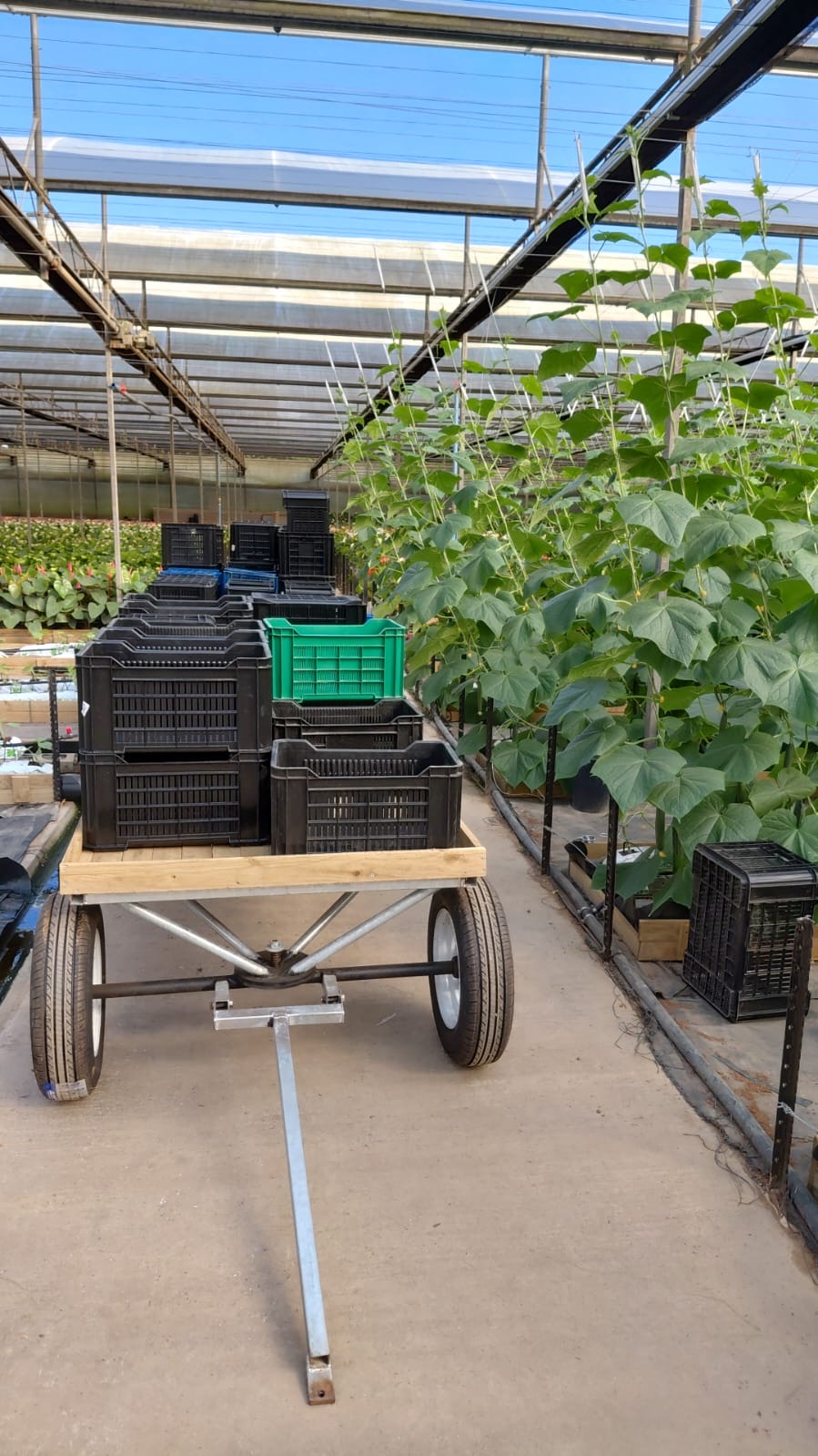 Harvest crates ready for packing