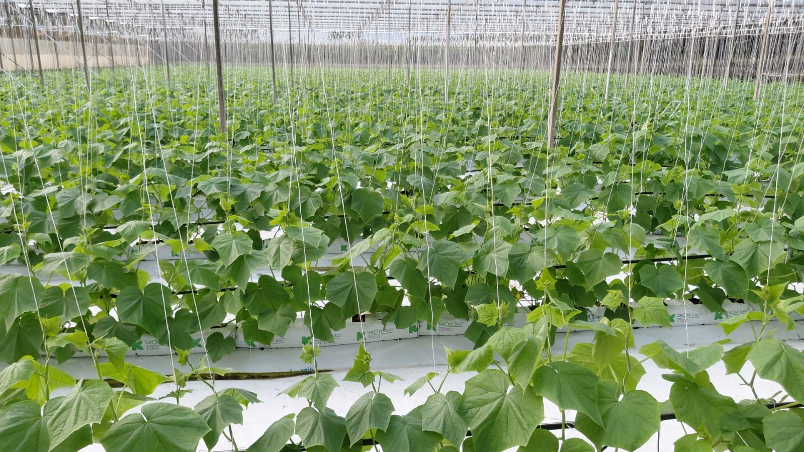 Mature cucumber vines