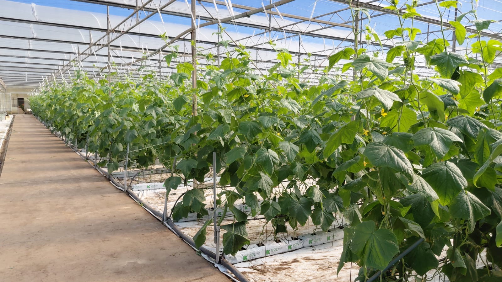 Greenhouse rows at Renedene