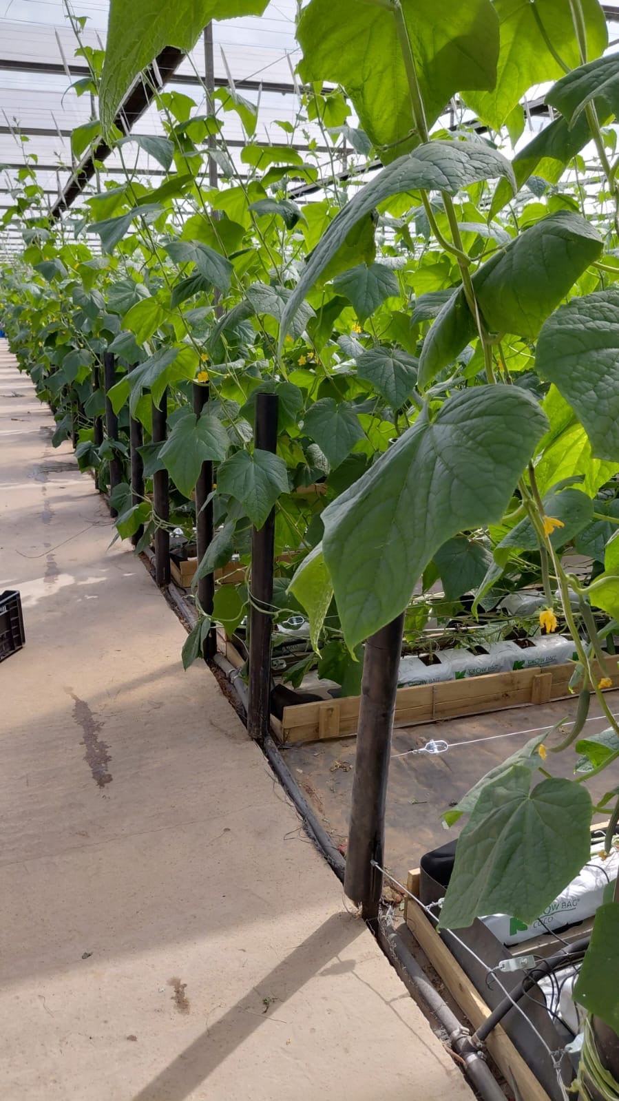 Cucumber plants close-up