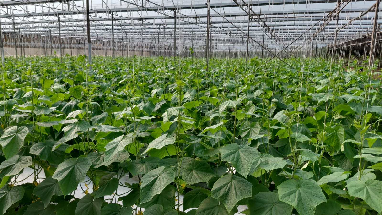 Dense cucumber plantation
