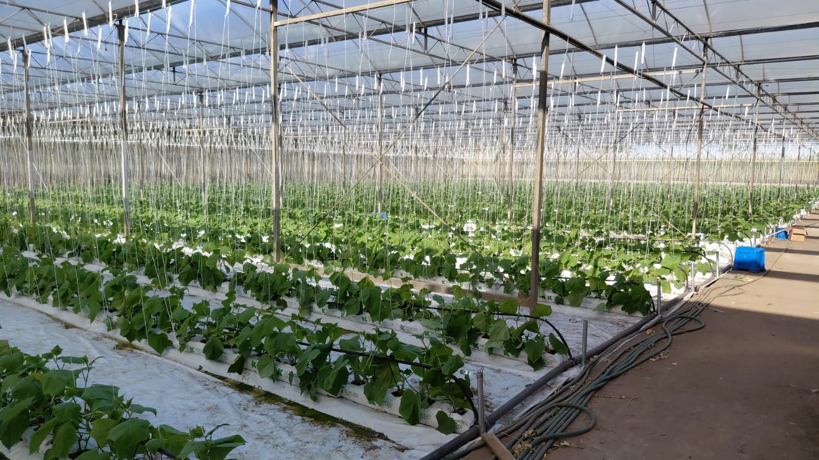 Greenhouse infrastructure