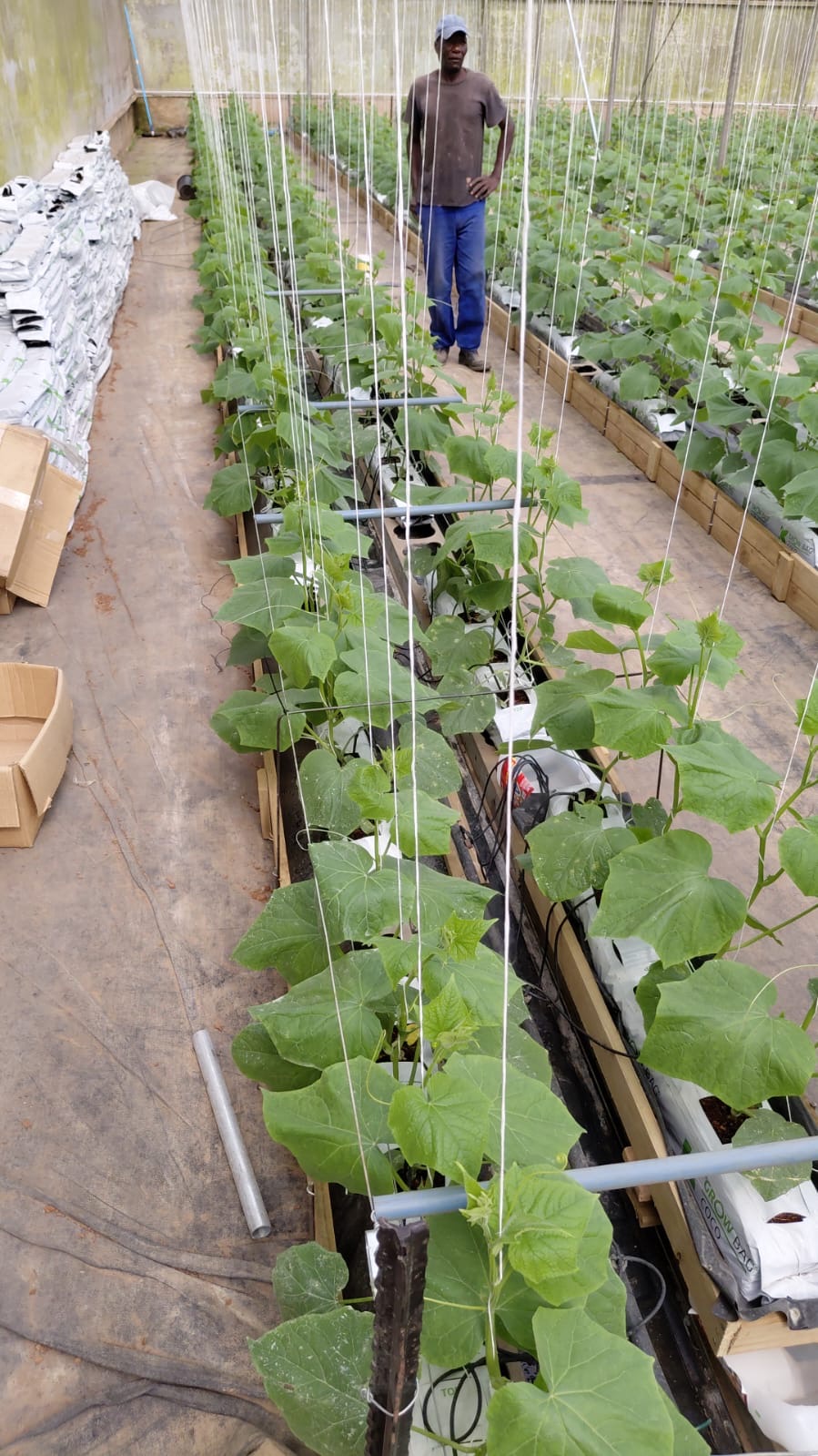 Team member in greenhouse
