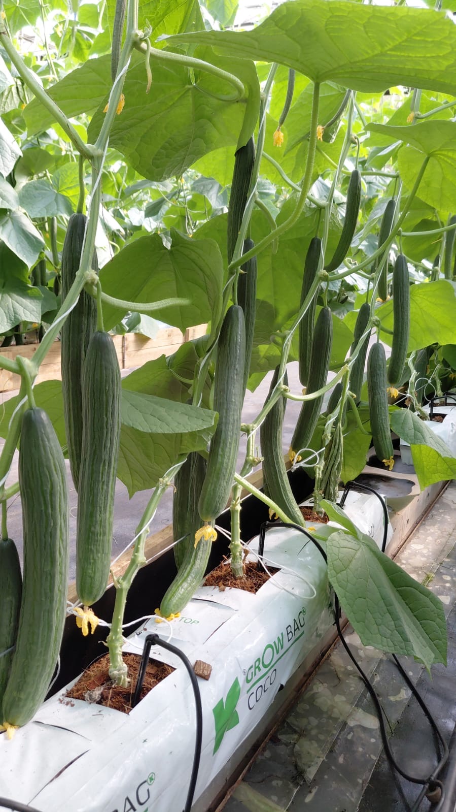 Fresh cucumbers growing at Renedene Estate